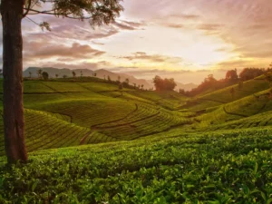 Ooty