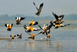 Deepor Beel
