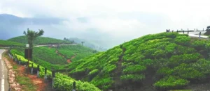 Yelagiri Hills