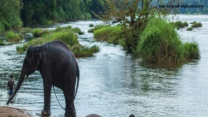 Kodanad Elephant Training Center