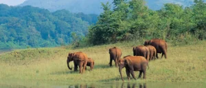 Periyar Wildlife Sanctuary
